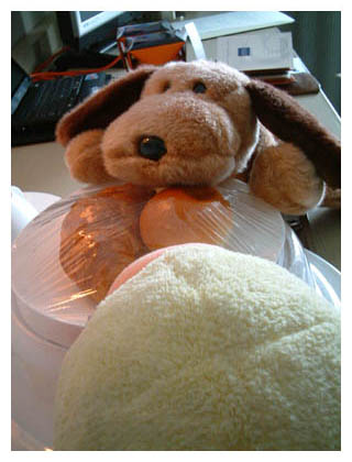 ����[�͂����܂���...�͂����I